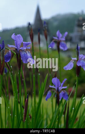 Iris Inverary Castle regen Tropfen Stockfoto