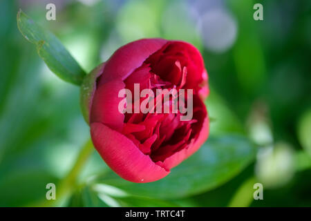 Red Charme Pfingstrose Stockfoto