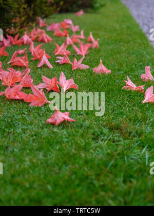 Vereinzelte Blüten auf Gras Stockfoto