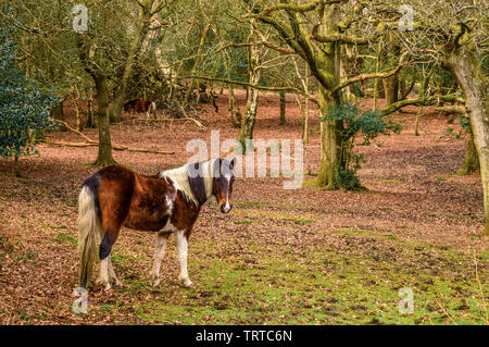 Schöne Pony Im New Forest Pausen für die Kamera. Ein Winter Szene, Hampshire. England Stockfoto