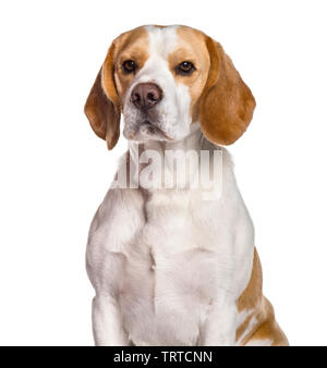 Beagle Hund an die Kamera vor weißem Hintergrund suchen Stockfoto