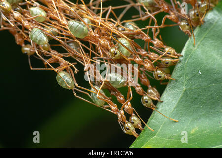 Oecophylla smaragdina, grün Weber Ameisen, die zusammenarbeiten, um Blätter zu nähen und ein Nest machen Stockfoto