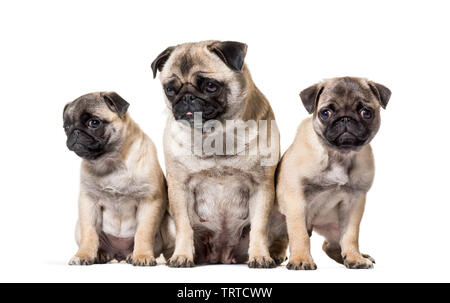 Mutter Pug und ihre Welpen vor weißem Hintergrund sitzen Stockfoto