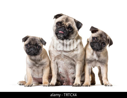 Mutter Pug und ihre Welpen vor weißem Hintergrund sitzen Stockfoto