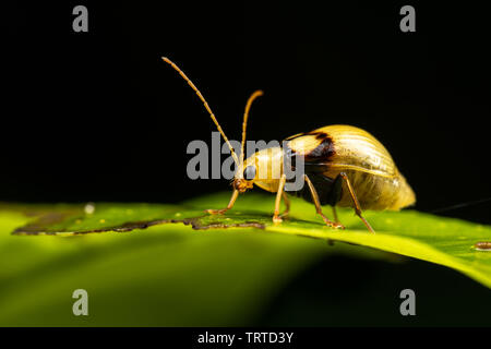 Gelb und Schwarz flea Beetle, Monolepta oculata, Nahrungssuche auf einem Blatt Stockfoto