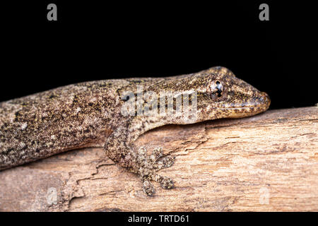 Lepidodactylus lugubris, die Trauer gecko, Skalen angezeigt und getarnt Muster Stockfoto