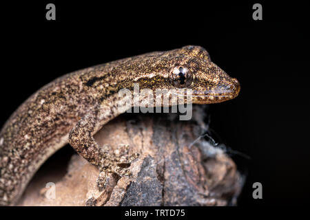 Lepidodactylus lugubris, die Trauer gecko, Skalen angezeigt und getarnt Muster Stockfoto