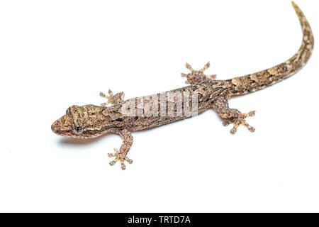 Lepidodactylus lugubris, die Trauer gecko, Skalen angezeigt und getarnt Muster Stockfoto