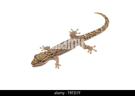 Lepidodactylus lugubris, die Trauer gecko, Skalen angezeigt und getarnt Muster Stockfoto