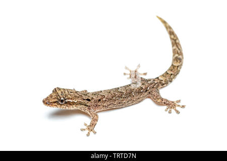 Lepidodactylus lugubris, die Trauer gecko, Skalen angezeigt und getarnt Muster Stockfoto