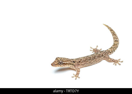 Lepidodactylus lugubris, die Trauer gecko, Skalen angezeigt und getarnt Muster Stockfoto