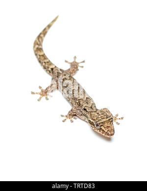 Lepidodactylus lugubris, die Trauer gecko, Skalen angezeigt und getarnt Muster Stockfoto