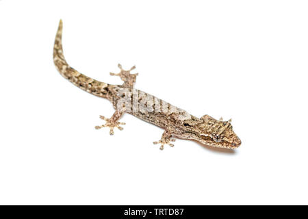 Lepidodactylus lugubris, die Trauer gecko, Skalen angezeigt und getarnt Muster Stockfoto