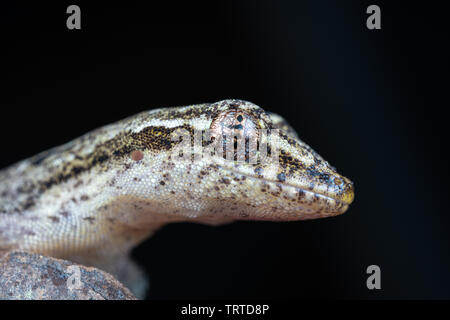 Lepidodactylus lugubris, die Trauer gecko, Skalen angezeigt und getarnt Muster Stockfoto