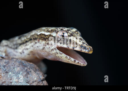 Lepidodactylus lugubris, die Trauer gecko, mit offenem Mund, Waagen und getarnt Muster Stockfoto