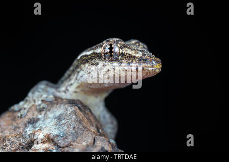 Lepidodactylus lugubris, die Trauer gecko, Skalen angezeigt und getarnt Muster Stockfoto