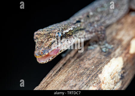 Lepidodactylus lugubris, die Trauer gecko, mit offenem Mund, Zunge, Waagen und getarnt Muster Stockfoto