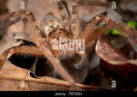 Makro große australische Huntsman Spider, spassaridae, im tropischen Regenwald. Stockfoto