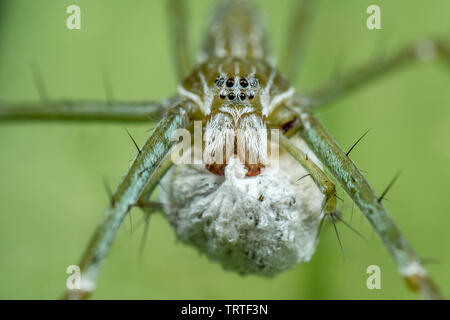 Hygropoda Lineata, der nördlichen gesäumt Fischen Spinne, auf einem Blatt mit Ei sack Regenwald in Queensland, Australien Stockfoto