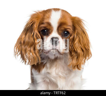 Welpen Cavalier King Charles Spaniel, Hund Stockfoto