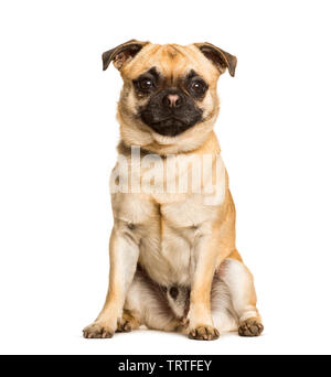 Tuckern Hund ist ein Mixed breed zwischen einem Mops und einen Chihuahua sitzen vor weißem Hintergrund Stockfoto