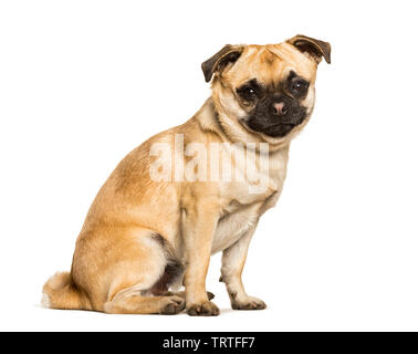 Tuckern Hund ist ein Mixed breed zwischen einem Mops und einen Chihuahua sitzen vor weißem Hintergrund Stockfoto