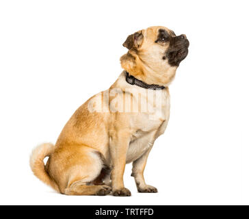 Tuckern Hund ist ein Mixed breed zwischen einem Mops und einen Chihuahua sitzen vor weißem Hintergrund Stockfoto