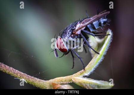 Eine haarige Fliege aus der Familie Tachinidae, sitzend auf einem Blatt Regenwald in Queensland, Australien Stockfoto
