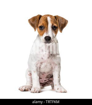 Zwei Monate alten Welpen Jack Russell Terrier Hund vor weißem Hintergrund sitzen Stockfoto