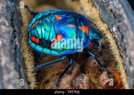 Tectocoris diophthalmus, die Baumwolle harlequin Wanze, Nymphen auf Illawarra Flame Tree Samenkapseln in Queensland, Australien Stockfoto