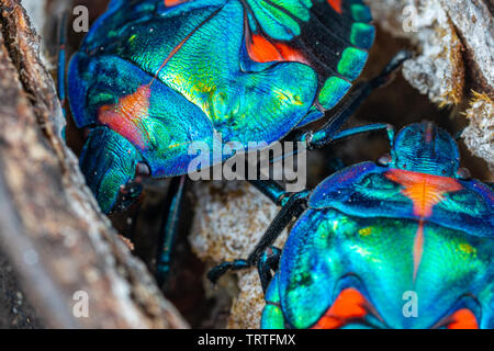 Tectocoris diophthalmus, die Baumwolle harlequin Wanze, Nymphen auf Illawarra Flame Tree Samenkapseln in Queensland, Australien Stockfoto