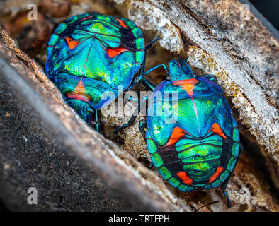 Tectocoris diophthalmus, die Baumwolle harlequin Wanze, Nymphen auf Illawarra Flame Tree Samenkapseln in Queensland, Australien Stockfoto