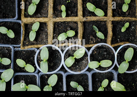 Topfpflanzen Sämlinge wachsen in biologisch abbaubaren Torf Töpfe. Junge pflanze Sprossen in Töpfe verschiedener Formen. Stockfoto