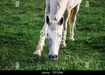 White Horse weidet auf der grünen Wiese, ein Pferd frisst Gras auf einer grünen Wiese Frühling, Frühling Stockfoto