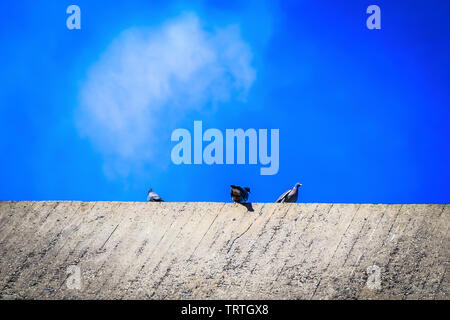 Drei Tauben stehend an der Wand. Stockfoto