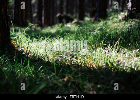 Schönen baum Wurzeln auf dem Baumstumpf. Gras wächst am Fuße der Bäume im Wald. Der Strahl beleuchtet das Gras in den Wald. Stockfoto