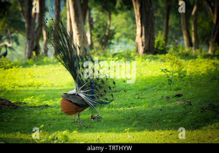 Wild life Fotografie Stockfoto