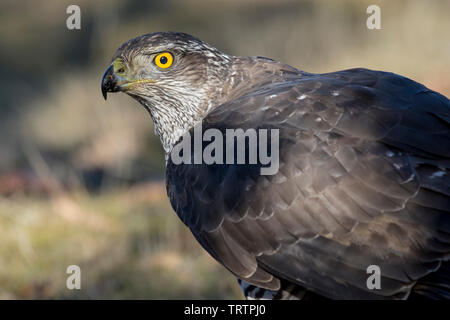 Northern goshawk, Accipiter gentilis, Portrait. Spanien Stockfoto