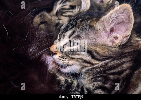 Nahaufnahme von baby Kätzchen Saugt Milch. Schwarze Mutter Katze Pflege Ihres Babys. Stockfoto