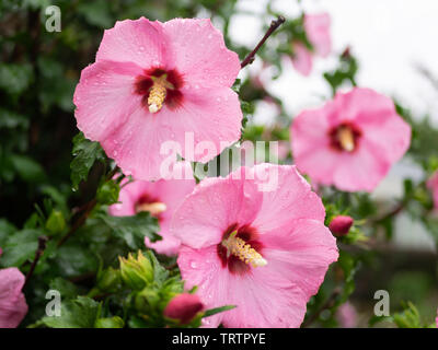 Zarte drei rosa Rose von Sharon Blumen frisch nach Morgen Regen, mit Wassertropfen auf die perfekte Blütenblätter Stockfoto