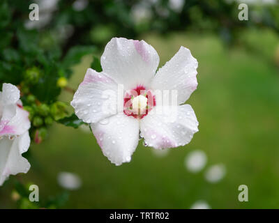 Einzelne weiße Rose von Sharon Blume frisch nach Morgen Regen, mit Wassertropfen auf die perfekte Blütenblätter Stockfoto