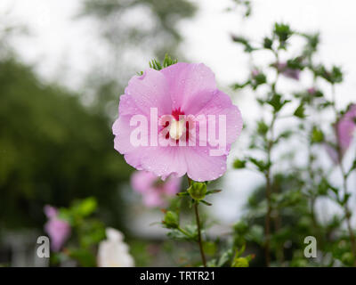 Single rosa Rose von Sharon Blume frisch nach Morgen Regen, mit Wassertropfen auf die perfekte Blütenblätter, Kopf Stockfoto