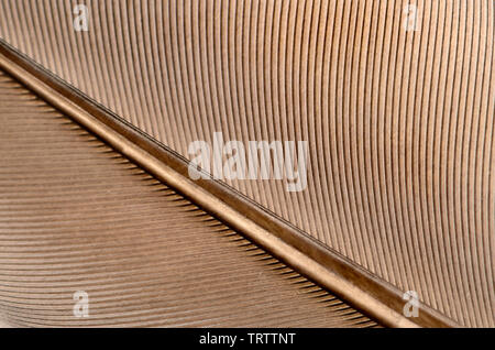 Holztaubenfeder - Nahaufnahme Stockfoto