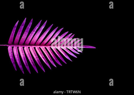 Sammlung von tropischen Blätter, Laub Werk in bunten Farbverlauf auf schwarzen Raum Hintergrund. Abstrakte leaf Dekoration Design. Exotische Natur für Abdeckung tem Stockfoto