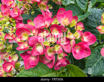 Hydrangea Macrophylla 'Amour Toujours' (H) (Rendez-vous-Serie) Strauch Blüte im Sommer in West Sussex, England, UK. Stockfoto