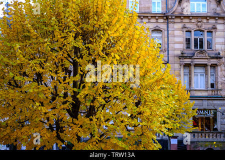 Straßburg, Elsass, Frankreich, Europa, Linde mit herbstlichen Laub, Stockfoto