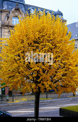 Straßburg, Elsass, Frankreich, Europa, Linde mit herbstlichen Laub, Stockfoto