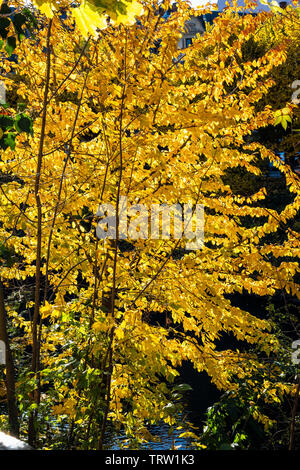 Straßburg, Elsass, Frankreich, Europa, Linde mit herbstlichen Laub, Stockfoto