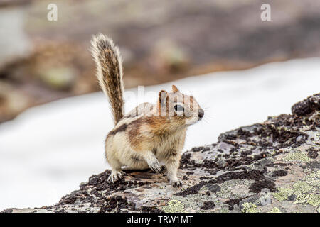 Eine östliche Streifenhörnchen (Tamias striatus) sieht für eine Behandlung am Lake Oesa im Yoho National Park, British Columbia, Kanada. Stockfoto