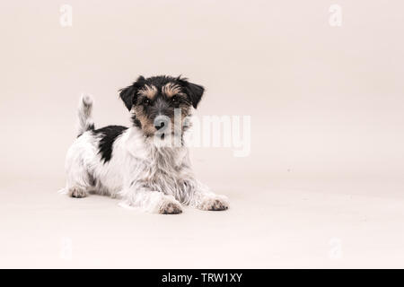 Wenig tricolor Hund liegt vor weißem Hintergrund. Jack Russell Terrier Rauhhaarige Stockfoto